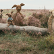 Illustration for article titled Disney goes back to the Hundred Acre Wood in the wistful iChristopher Robin/i